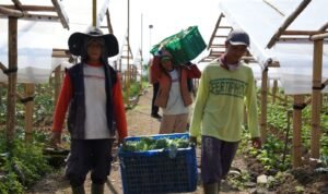 Penghasilan Naik, Uang Sekolah Terjamin, Petani di Cipanas Rasakan Dampak Nyata MBG